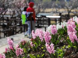 울산 남구,  선암호수공원에 벚꽃보다 더 아름다운 꽃길 준비 기사 이미지