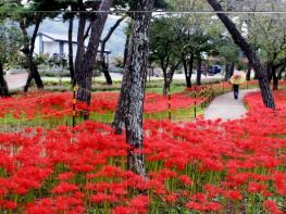 “의령 신포숲, 붉은 꽃무릇 절정”  기사 이미지