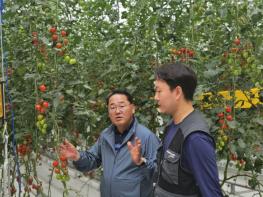 전북자치도, 새만금 농생명용지 스마트팜 준공, “토마토가 주렁주렁” 기사 이미지