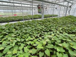 완주군, 고구마 조직배양 무병묘 분양 접수 기사 이미지