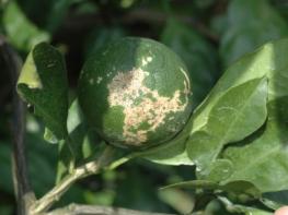 제주도, 과학적 예측 데이터가 감귤 방제 적기 알려준다 기사 이미지