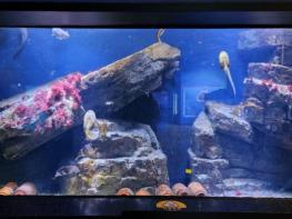 전남해양수산과학관·섬진강어류생태관, 설 연휴에도 개관 기사 이미지