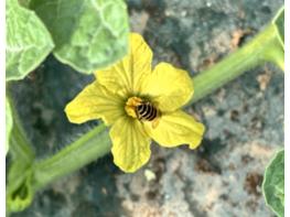 농촌진흥청, ‘토종벌’ 안정적인 수박 생산 돕는다 기사 이미지