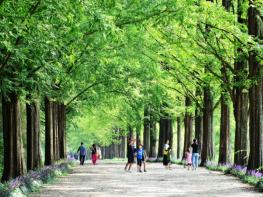 담양 메타세쿼이아길 입장료, ‘담양사랑상품권’으로 전액 돌려받는다 기사 이미지