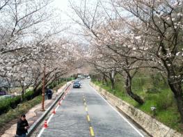 나주 한수제, 봄빛으로 물든다…제12회 벚꽃축제 4월 4일 개막 기사 이미지