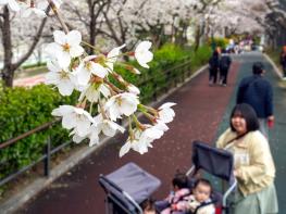 동대문구, 장안벚꽃안길에 벚꽃 활짝…주말 봄꽃축제도 열린다 기사 이미지