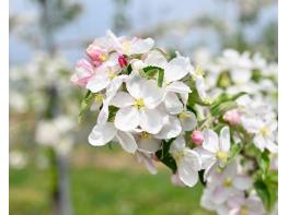 충북 과수 개화 시기, 전년보다 빨라진다 기사 이미지