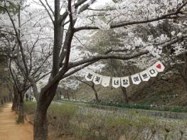 봄꽃 가득한 보령으로... 주산벚꽃축제·옥마산봄꽃축제 4월 11일 개최 기사 이미지
