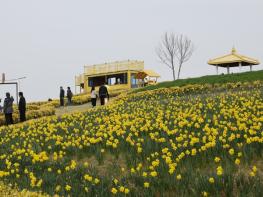 신안 선도 ‘섬 수선화 축제’ 개막식 성황리 개최 기사 이미지