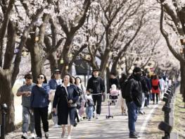보은군, '보은 벚꽃길 축제' 첫 주말 방문객 발길 이어져 기사 이미지