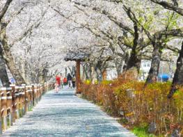 순창 옥천골 벚꽃축제 북적…새 단장 경천변 관광객 발길 이어져 기사 이미지