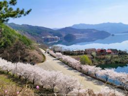 진안군, 늦게 피어 더 여유로운 ‘진안고원 벚꽃 여행’ 추천 기사 이미지