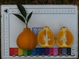 벤줄·양애·반치·제주마, 세계식문화유산 ‘맛의 방주’ 등재 기사 이미지