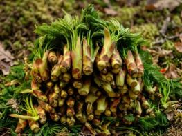 산림청, ‘개두릅‧엄나무’로 알려진 음나무, 재배 쉬운 신품종 개발 박차 기사 이미지