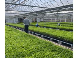 평택시, 고추묘 보급 전 '바이러스 4종' 사전 점검 실시 기사 이미지