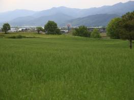 곡성군, 동화정원에 펼쳐진 ‘초록빛 호밀 물결’ 기사 이미지