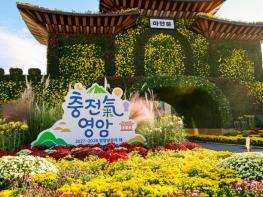 국가 명승 월출산과 가을 국화 사이에서 낭만 찰칵 기사 이미지